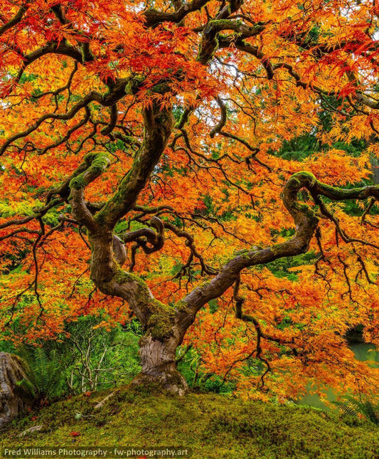 Japanese Maple