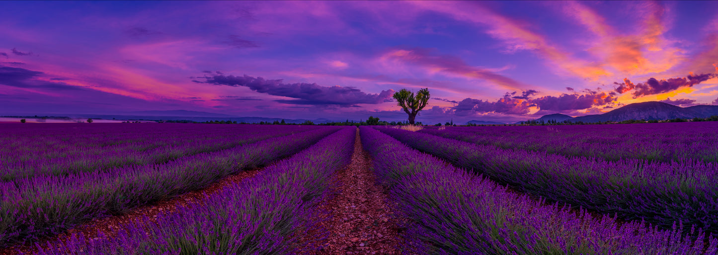 Lavender Dreams