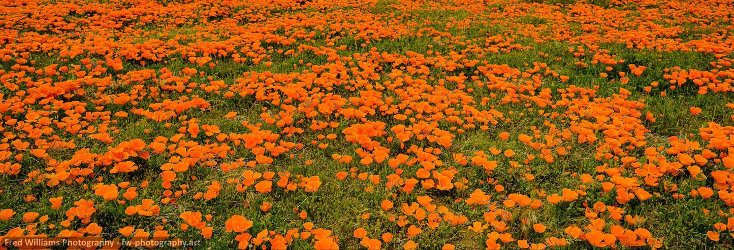 Orange Fields